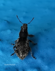 Andrion regensteinense