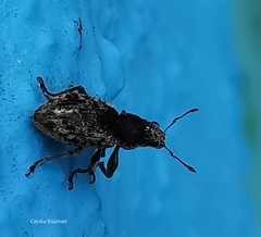 Andrion regensteinense