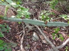 Acanthocereus chiapensis