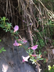 Chamaecytisus purpureus