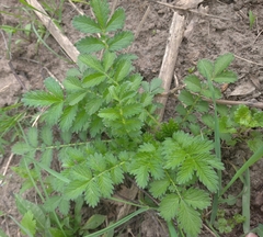 Agrimonia pilosa