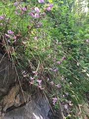 Chamaecytisus purpureus