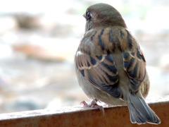 Passer domesticus
