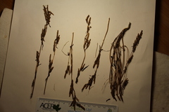 Lomatogonium rotatum