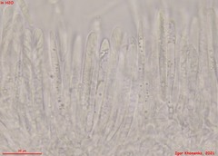 Lachnum brevipilosum