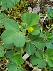Trifolium dubium