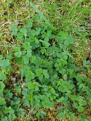 Trifolium dubium