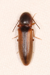 Dalopius marginatus