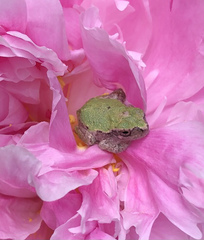 Hyla versicolor