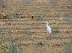 Bubulcus ibis
