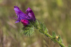 Echium plantagineum