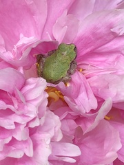 Hyla versicolor