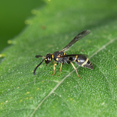 Parancistrocerus pedestris