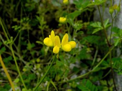 Securigera securidaca