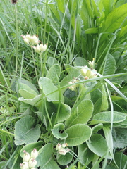 Primula veris