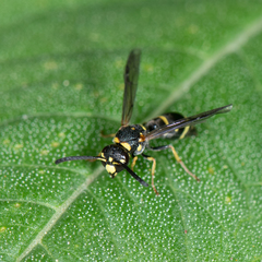 Parancistrocerus pedestris