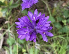 Dichelostemma