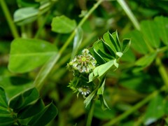 Securigera securidaca