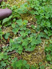 Trifolium dubium