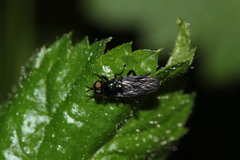 Actina chalybea