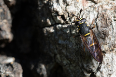 Sphiximorpha subsessilis