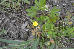 Potentilla heptaphylla