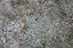 Artemisia hololeuca
