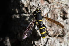 Sphiximorpha subsessilis