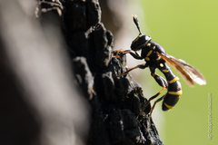 Sphiximorpha subsessilis