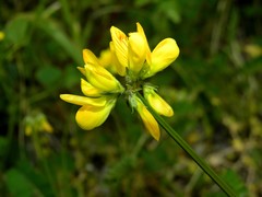 Securigera securidaca