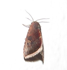 Micrathetis canifimbria