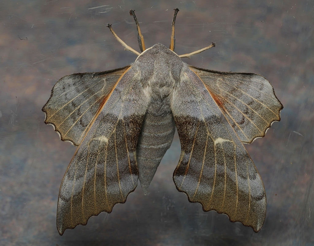 Poplar hawk-moth (Laothoe populi)