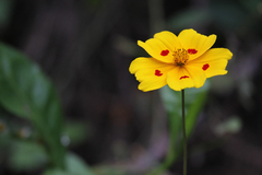 Bidens ocellata