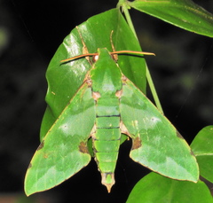 Euchloron megaera