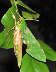 Euchloron megaera