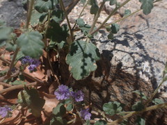 Phacelia bombycina