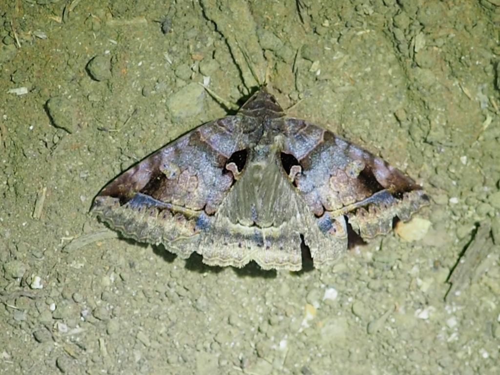 Celiptera helvina