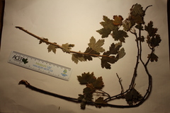Ribes hirtellum