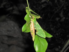Euchloron megaera