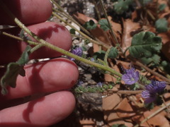 Phacelia bombycina