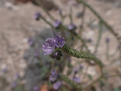 Phacelia bombycina