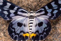 Dysphania transducta