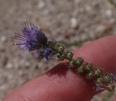 Phacelia bombycina