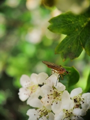 Empis digramma