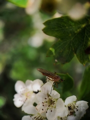 Empis digramma