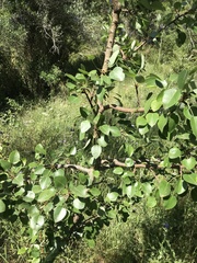 Pyrus bourgaeana