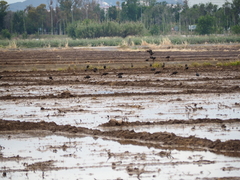 Plegadis falcinellus