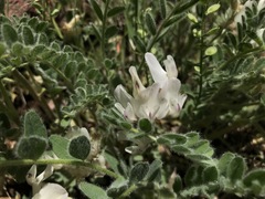 Astragalus parryi