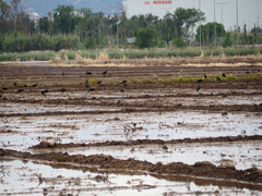 Plegadis falcinellus