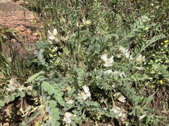 Astragalus parryi
